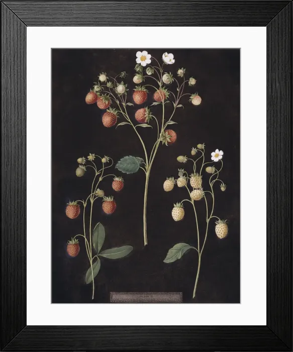 Framed Print : Fragaria sp. strawberry Framed Print : Fragaria sp. strawberry