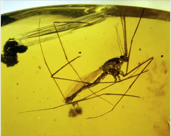 Mosquito in Dominican amber