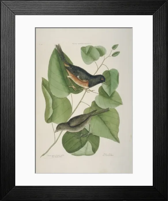 Framed Print : Pipilo fuscus, canyon towhee, pipilo erythropthalmus, easter Framed Print : Pipilo fuscus, canyon towhee, pipilo erythropthalmus, easter