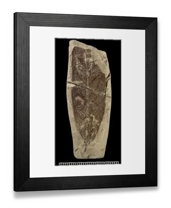 Framed Print : Fossil leaf miner Framed Print : Fossil leaf miner