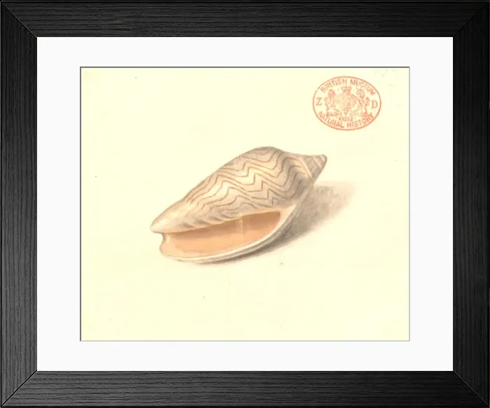Framed Print : Amoria undulata, wavy volute Framed Print : Amoria undulata, wavy volute