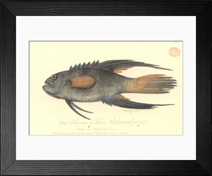 Framed Print : Paraplesiops bleekeri, eastern blue devil Framed Print : Paraplesiops bleekeri, eastern blue devil