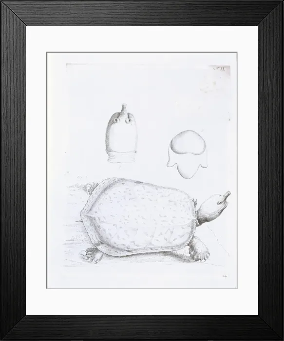 Framed Print : Namyda agassizii, soft shelled tortoise of Georgia Framed Print : Namyda agassizii, soft shelled tortoise of Georgia