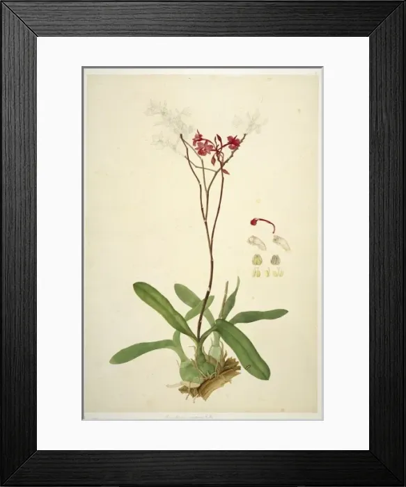 Framed Print : Bronphtoria sarpuinea Framed Print : Bronphtoria sarpuinea