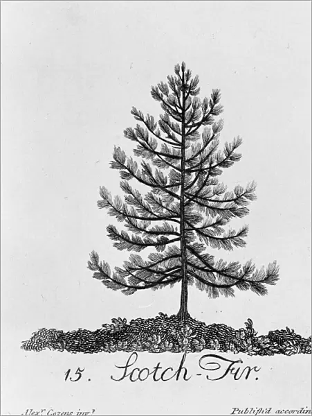 Pinus sylvestris, scotch fir