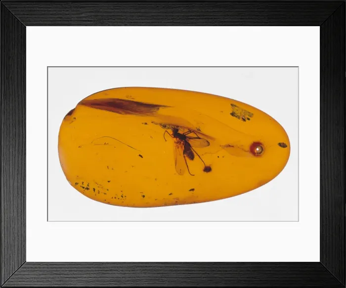 Framed Print : Snipe fly in amber Framed Print : Snipe fly in amber