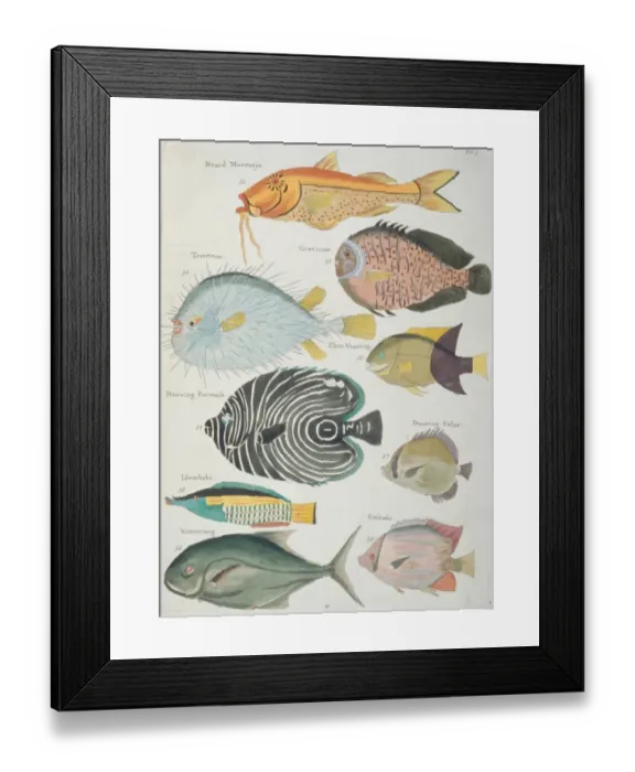 Framed Print : Colourful illustration of nine fish Framed Print : Colourful illustration of nine fish