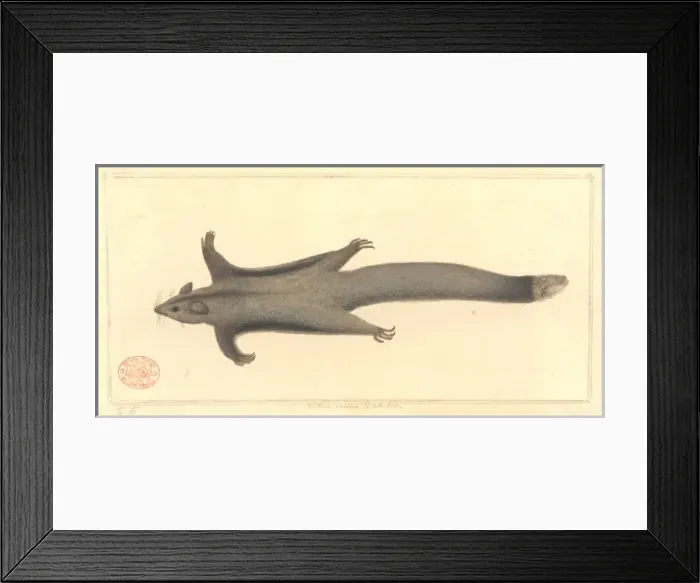 Framed Print : Petaurus breviceps, sugar glider Framed Print : Petaurus breviceps, sugar glider