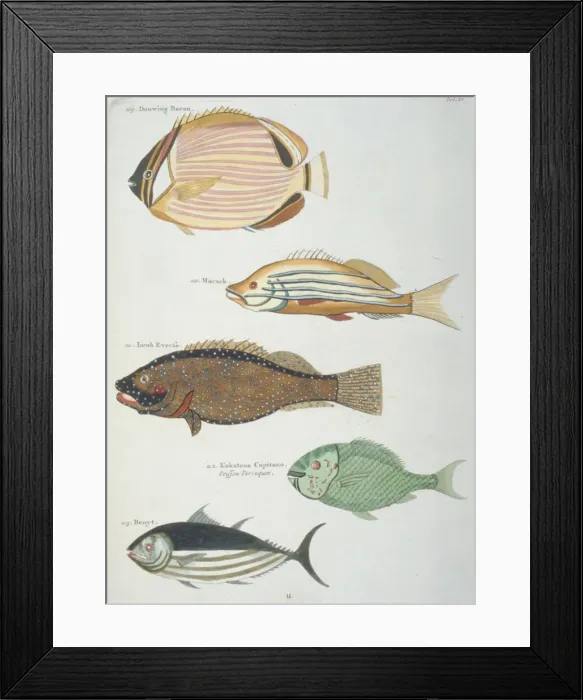 Framed Print : Colourful illustration of five fish Framed Print : Colourful illustration of five fish