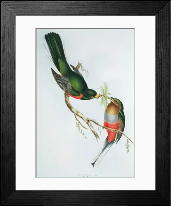 Framed Print : Apaloderma narina, Narinas trogon Framed Print : Apaloderma narina, Narinas trogon