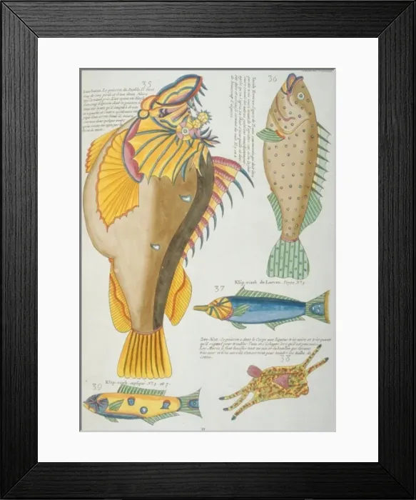 Framed Print : Colourful illustration of five fish Framed Print : Colourful illustration of five fish