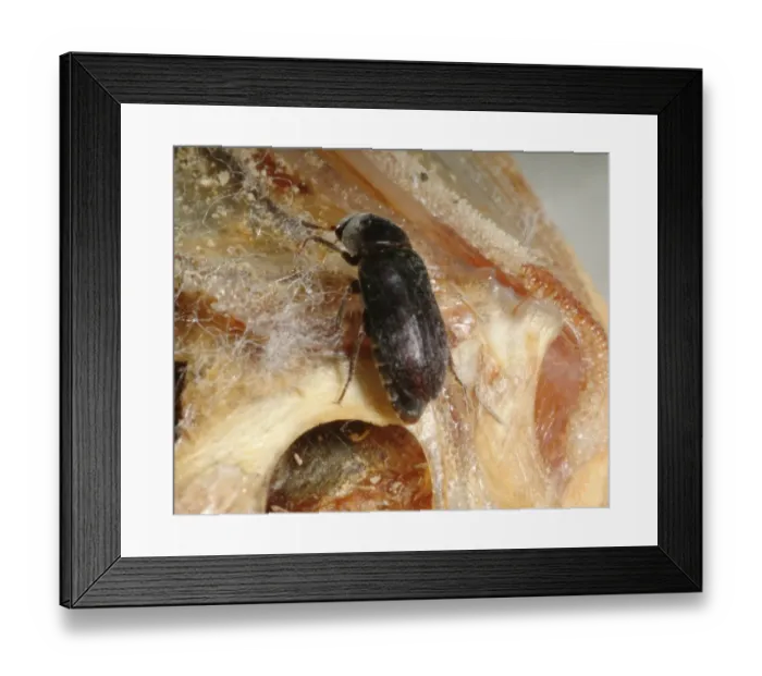 Framed Print : Dermestes maculatus, flesh-eating beetle Framed Print : Dermestes maculatus, flesh-eating beetle