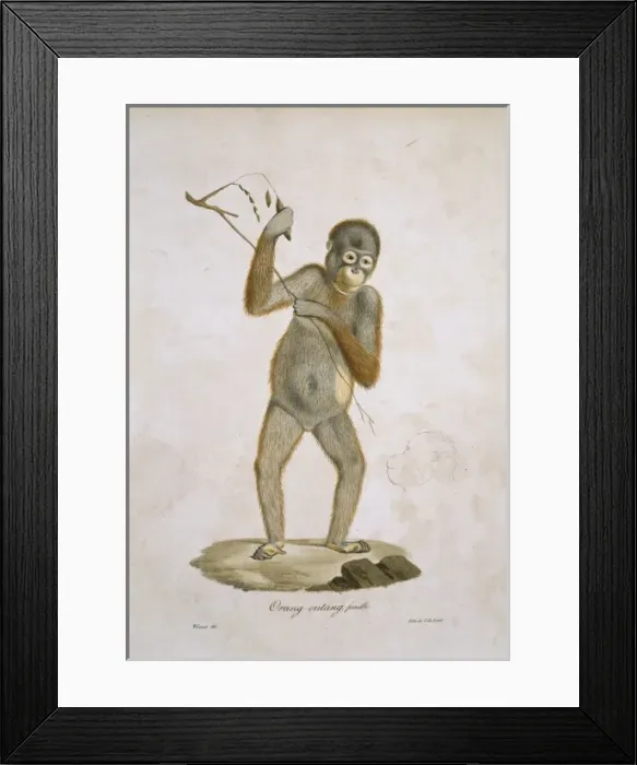 Framed Print : Pongo pygmaeus, orangutan Framed Print : Pongo pygmaeus, orangutan