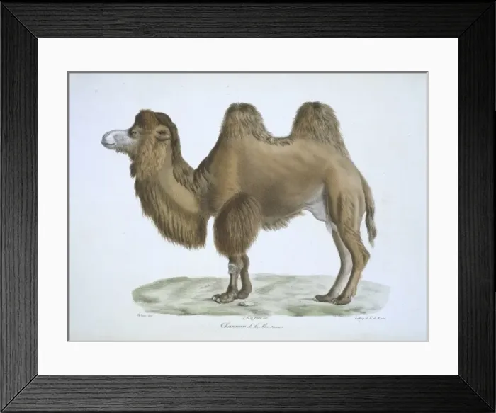 Framed Print : Camelus bactrianus, bactrian camel Framed Print : Camelus bactrianus, bactrian camel