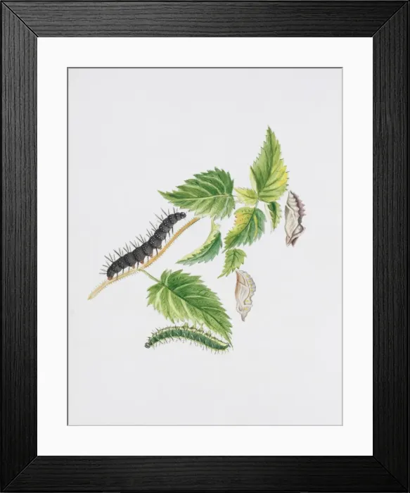 Framed Print : Inachis io, peacock (above) & Vanessa atalanta, red admiral Framed Print : Inachis io, peacock (above) & Vanessa atalanta, red admiral