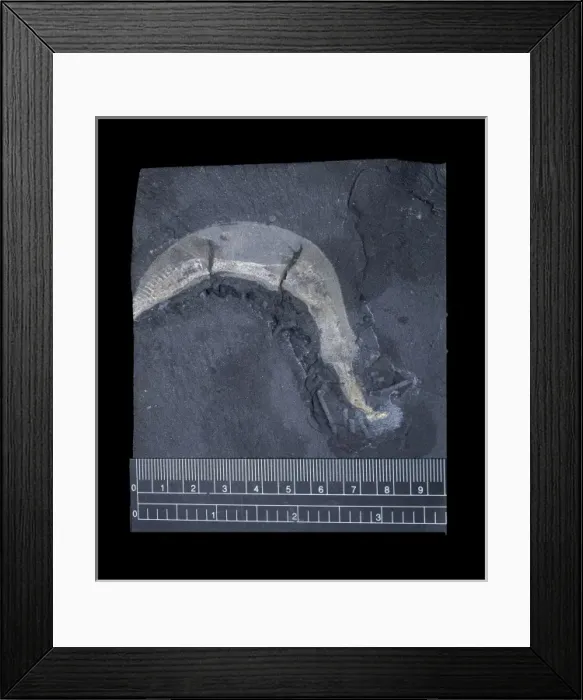 Framed Print : Ottoia prolifica, priapulid worm Framed Print : Ottoia prolifica, priapulid worm