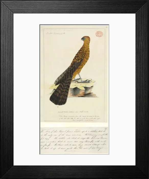 Framed Print : Erythrotriorchis radiatus, red goshawk