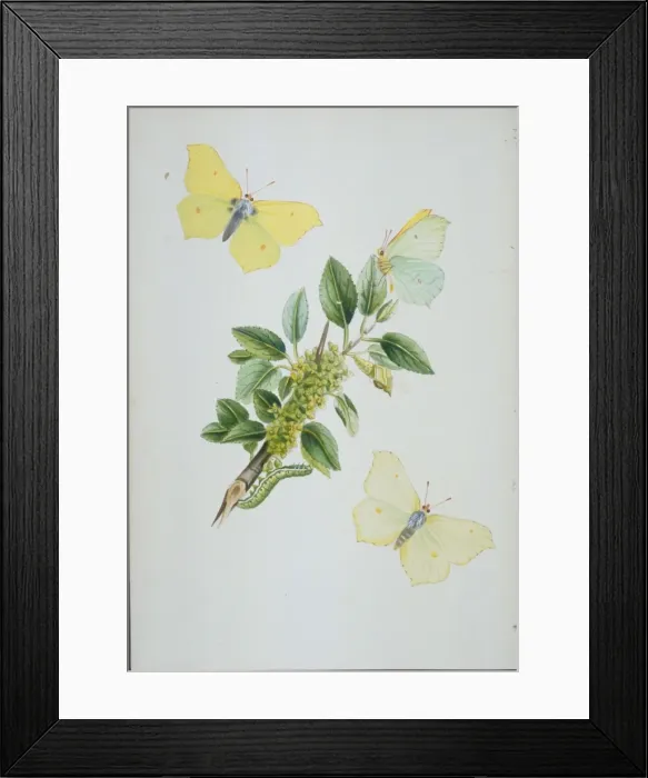 Framed Print : Gonepteryx rhamni, brimstone Framed Print : Gonepteryx rhamni, brimstone