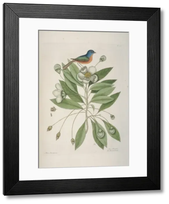 Framed Print : Passerina ciris, painted bunting Framed Print : Passerina ciris, painted bunting