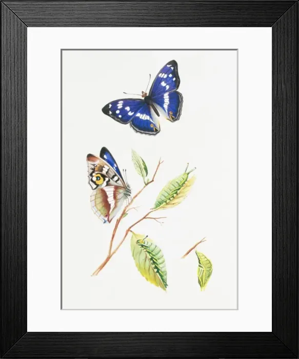 Framed Print : Apatura iris, purple emperor Framed Print : Apatura iris, purple emperor
