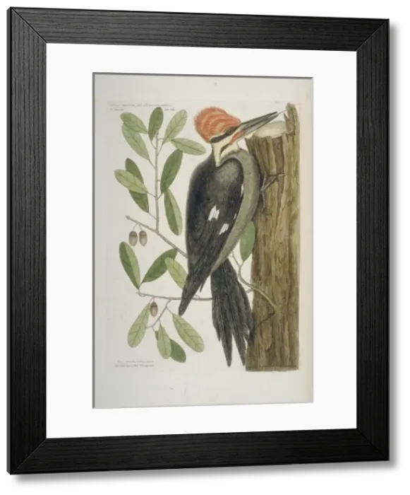 Framed Print : Dryocopus pileatus, pileated woodpecker Framed Print : Dryocopus pileatus, pileated woodpecker