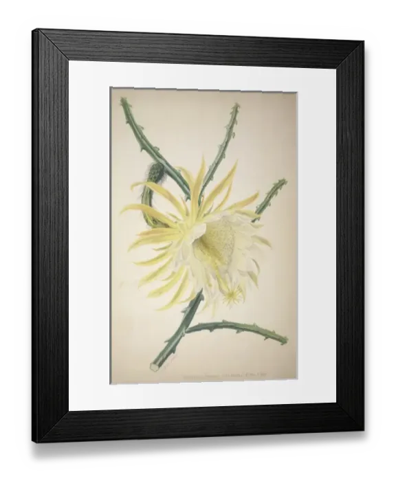Framed Print : Selenicereus hamatus, Queen of the night Framed Print : Selenicereus hamatus, Queen of the night