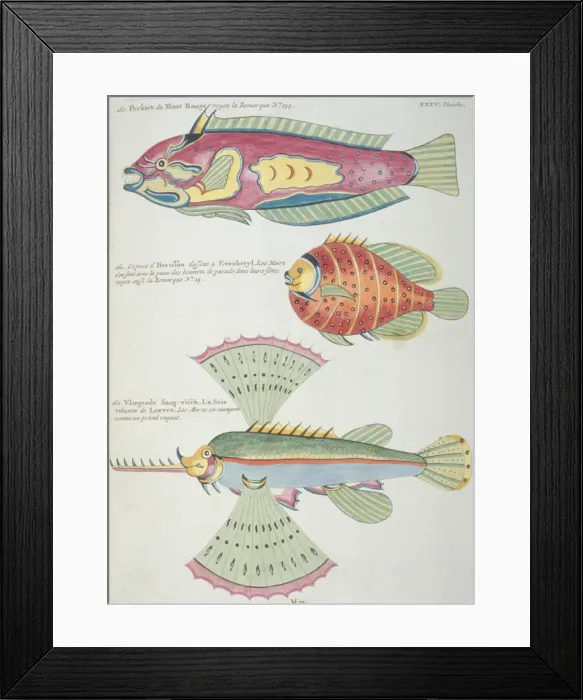 Framed Print : Colourful illustration of three fish Framed Print : Colourful illustration of three fish