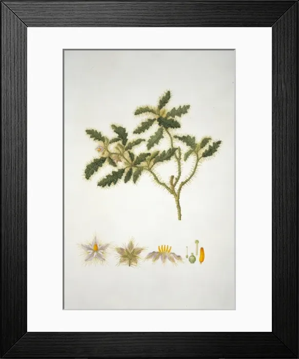 Framed Print : Solanum hystrix, Afghan thistle Framed Print : Solanum hystrix, Afghan thistle