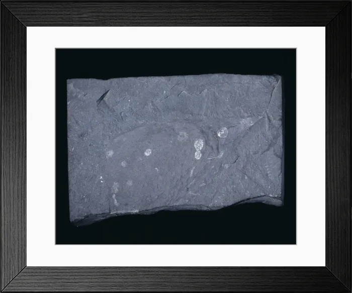 Framed Print : Hurdia victoria, ancient fossil Framed Print : Hurdia victoria, ancient fossil