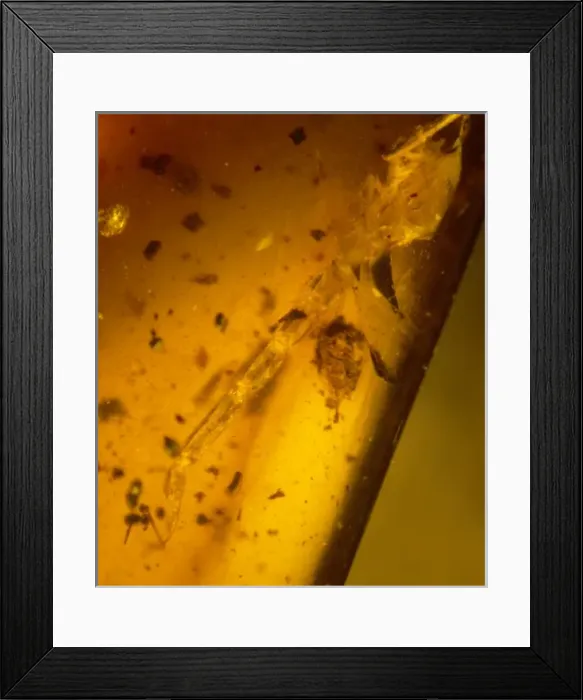 Framed Print : Scorpion tail in Burmese amber Framed Print : Scorpion tail in Burmese amber