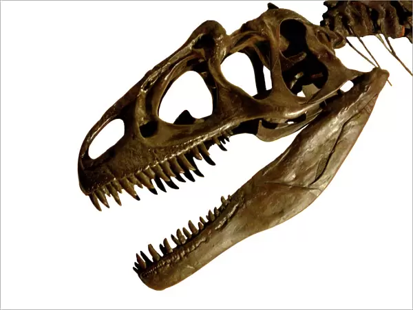 Allosaurus cranium