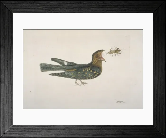 Framed Print : Caprimulgus carolinensis, chuck-wills widow Framed Print : Caprimulgus carolinensis, chuck-wills widow