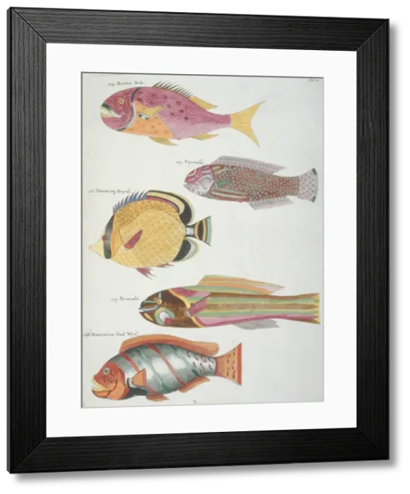 Framed Print : Colourful illustration of five fish Framed Print : Colourful illustration of five fish