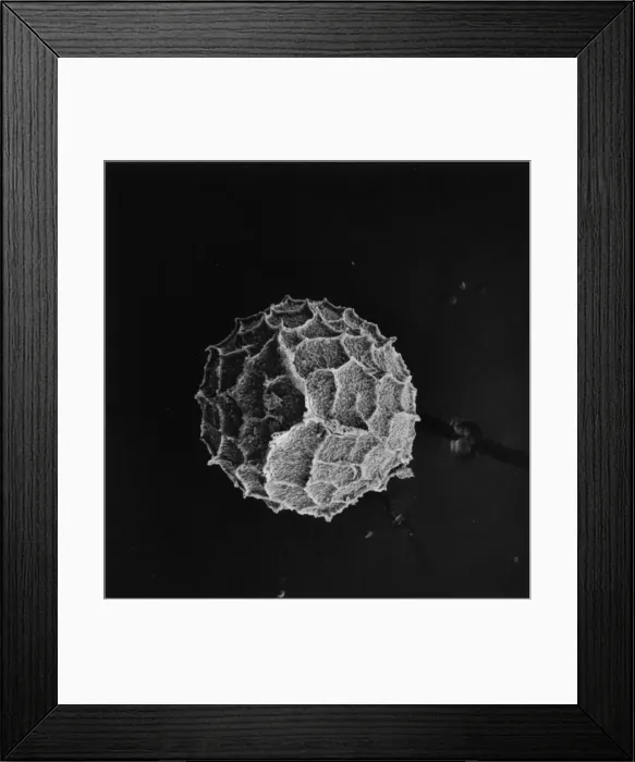 Framed Print : Selaginella kraussiana, spikemoss Framed Print : Selaginella kraussiana, spikemoss