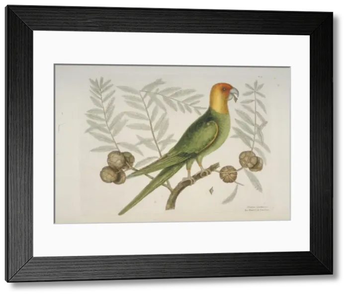 Framed Print : Conuropsis caroliniensis, Carolina parakeet Framed Print : Conuropsis caroliniensis, Carolina parakeet