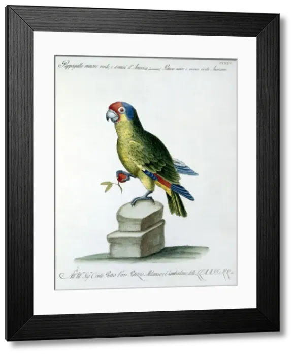 Framed Print : Aratinga wagleri minor, scarlet-fronted parakeet Framed Print : Aratinga wagleri minor, scarlet-fronted parakeet