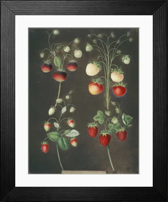 Framed Print : Four varieties of strawberry Framed Print : Four varieties of strawberry