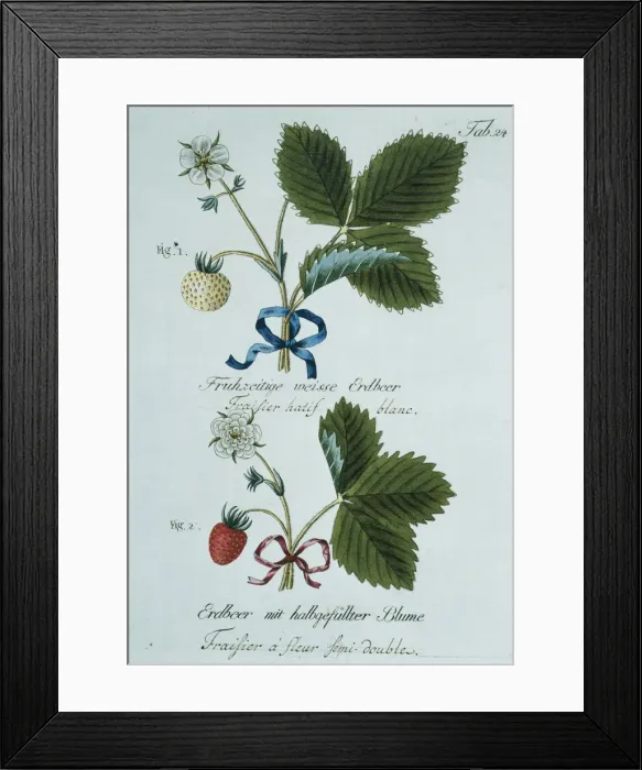 Framed Print : Fragaria sp. strawberry Framed Print : Fragaria sp. strawberry