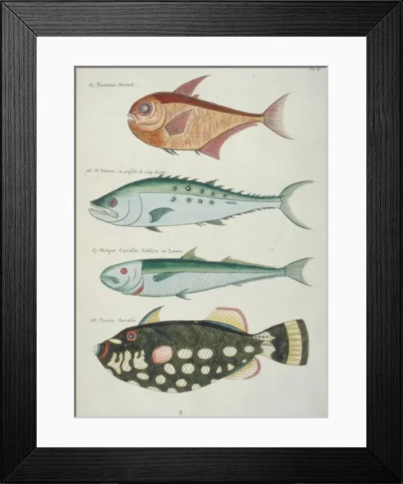 Framed Print : Colourful illustration of four fish