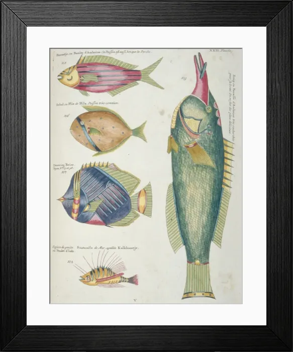 Framed Print : Colourful illustration of five fish Framed Print : Colourful illustration of five fish