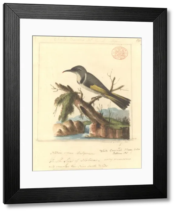 Framed Print : Phylidonyris pyrrhopterus, crescent honeyeater Framed Print : Phylidonyris pyrrhopterus, crescent honeyeater