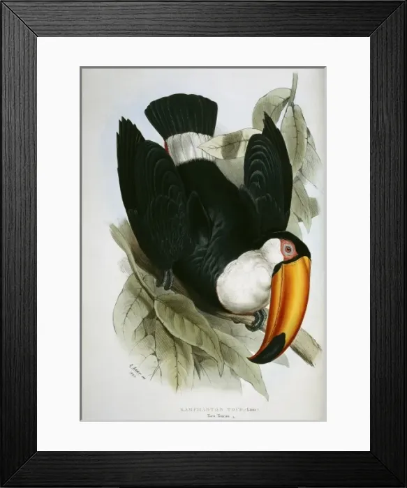 Framed Print : Ramphostos toco, toco toucan Framed Print : Ramphostos toco, toco toucan