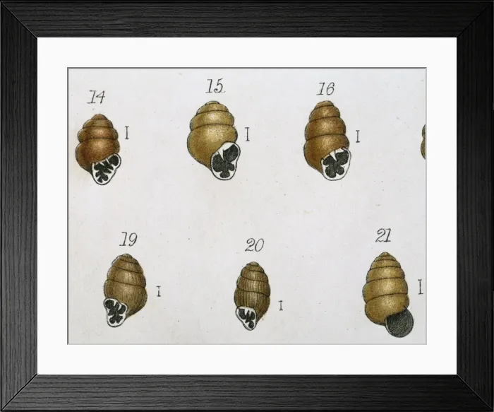 Framed Print : Vertigo sp. marsh whorl snails Framed Print : Vertigo sp. marsh whorl snails