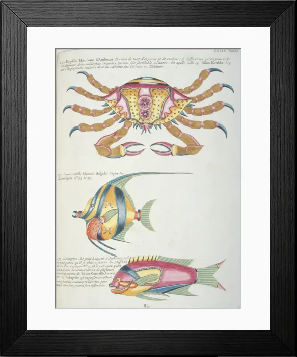 Framed Print : Colourful illustration of two fish and a crab Framed Print : Colourful illustration of two fish and a crab