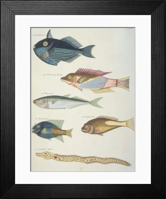 Framed Print : Colourful illustration of four fish and an eel Framed Print : Colourful illustration of four fish and an eel