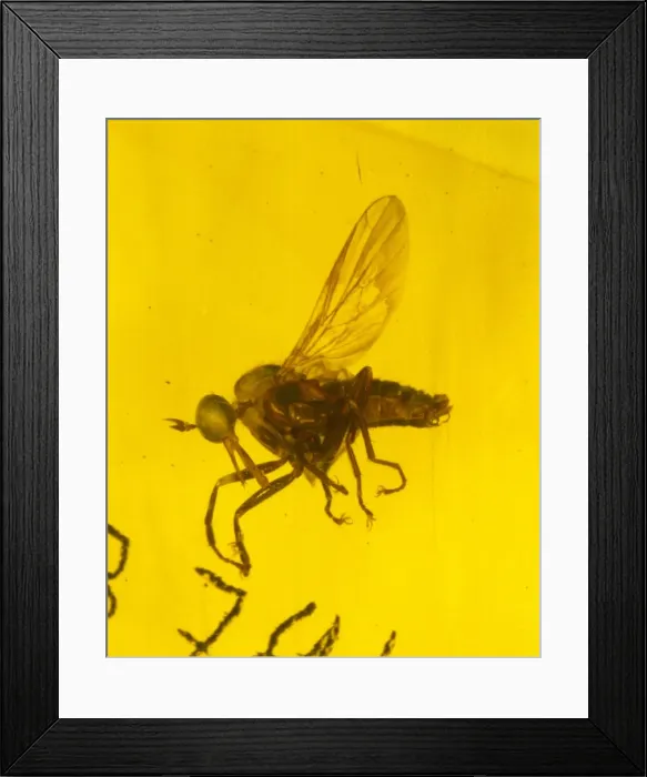 Framed Print : Dance fly in amber Framed Print : Dance fly in amber