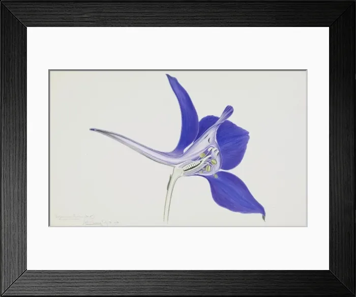 Framed Print : Delphinium ajacis, rocket larkspur Framed Print : Delphinium ajacis, rocket larkspur