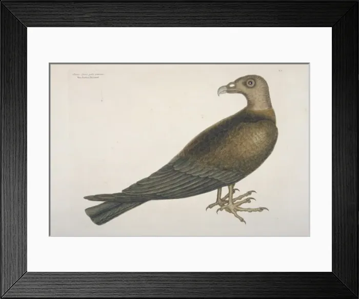 Framed Print : Cathartes aura, turkey-vulture Framed Print : Cathartes aura, turkey-vulture