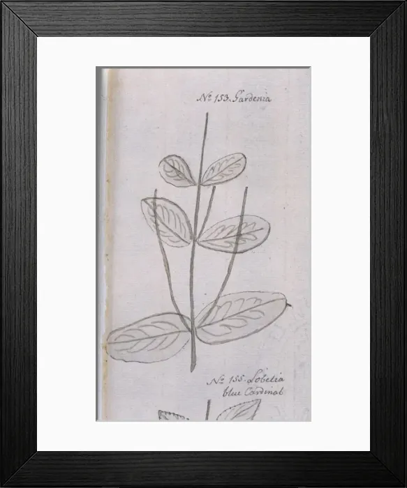 Framed Print : Gardenia sp Framed Print : Gardenia sp