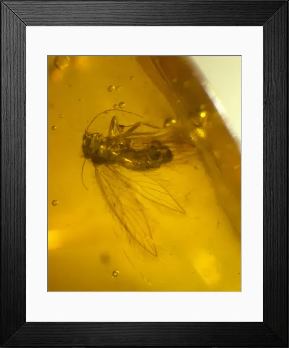 Framed Print : Barklouse in amber Framed Print : Barklouse in amber